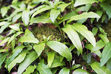 Image showing Wild garlic