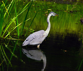 Image showing Heron