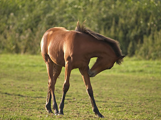 Image showing Foal