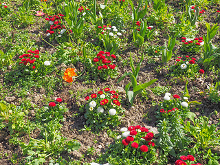 Image showing Daisy flower