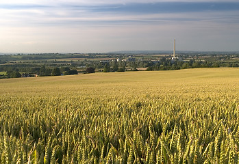 Image showing Industrial wheat