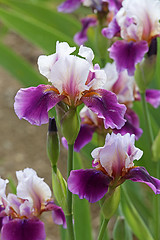 Image showing iris flower