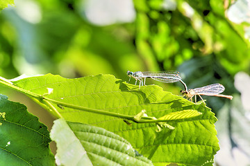 Image showing large green leaf with two small color dragonfly