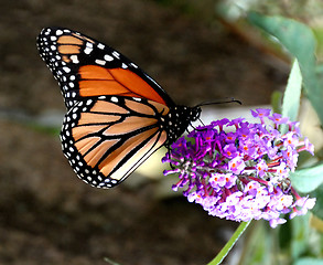 Image showing Monarch Butterfly