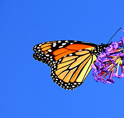 Image showing Monarch Butterfly