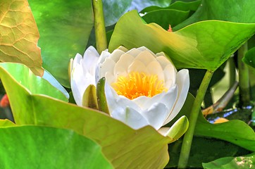 Image showing white waterlily and many green leaves