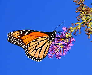 Image showing Monarch Butterfly