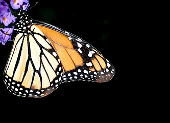 Image showing Monarch Butterfly