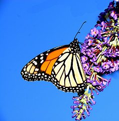 Image showing Monarch Butterfly