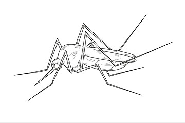 Image showing mosquito sketch