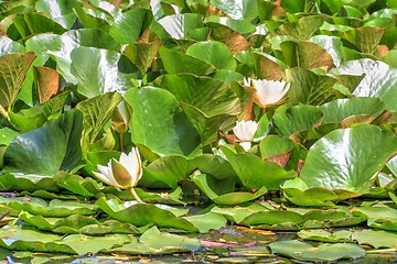 Image showing white waterlily and many green leaves