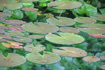 Image showing waterlily leaves