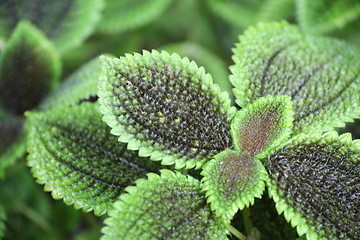 Image showing pilea mollis