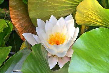 Image showing white waterlily and many green leaves