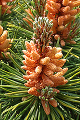 Image showing pinus mugo