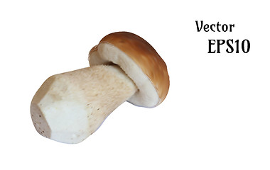 Image showing realistic mushroom illustration,vector