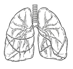 Image showing lungs sketch