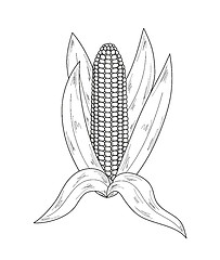 Image showing sketch, corn