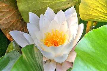 Image showing white waterlily and many green leaves