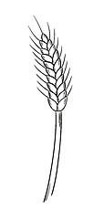 Image showing sketch of the barley