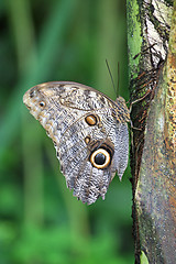 Image showing butterfly