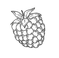 Image showing raspberry sketch
