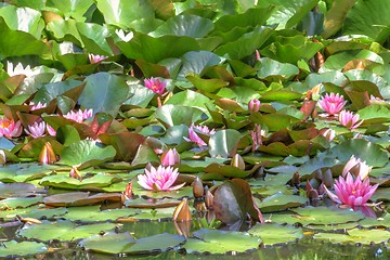 Image showing white waterlily and many green leaves