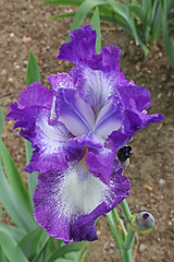 Image showing iris flower