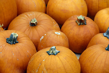 Image showing Pumpkins