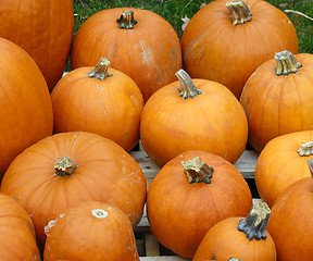 Image showing Pumpkin