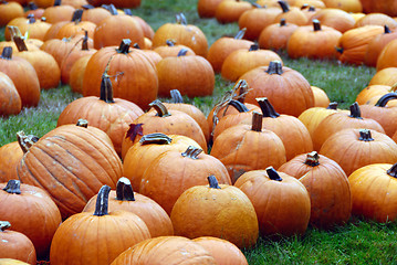 Image showing Pumpkin