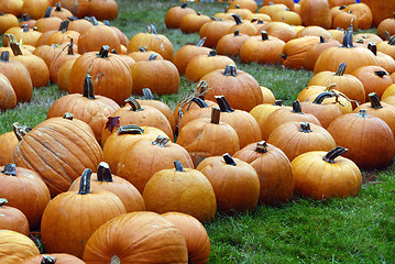 Image showing Pumpkin