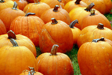 Image showing Pumpkins