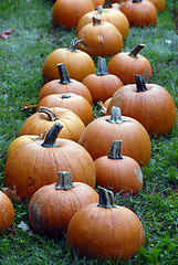 Image showing Pumpkin