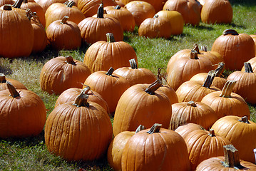 Image showing Pumpkin