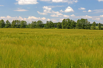 Image showing barley field