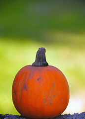 Image showing Pumpkin