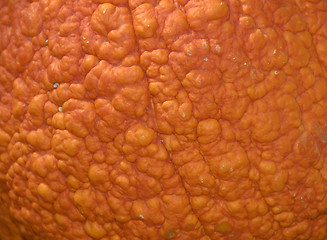 Image showing Pumpkin