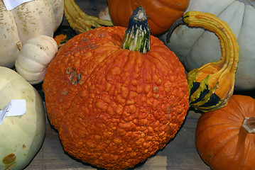 Image showing Pumpkins