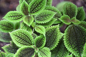 Image showing pilea mollis