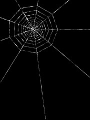 Image showing spider web