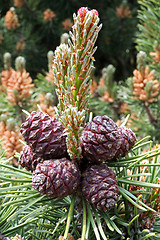 Image showing pinus mugo