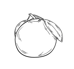 Image showing sketch of the tangerine