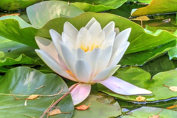 Image showing white waterlily and many green leaves