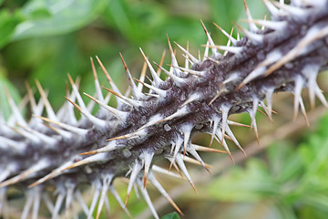 Image showing spines of the cactus