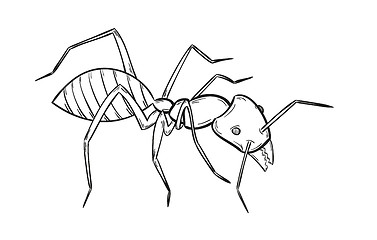 Image showing sketch of the ant