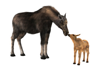 Image showing Female Moose and Calf