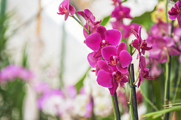 Image showing orchids 