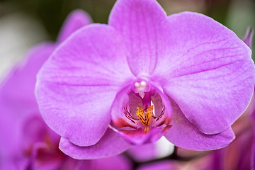 Image showing orchids 