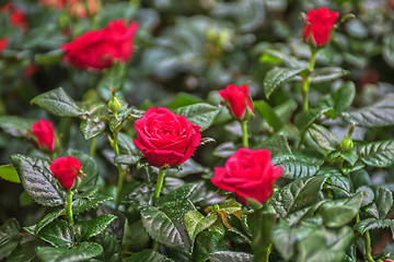 Image showing Beautiful red rose